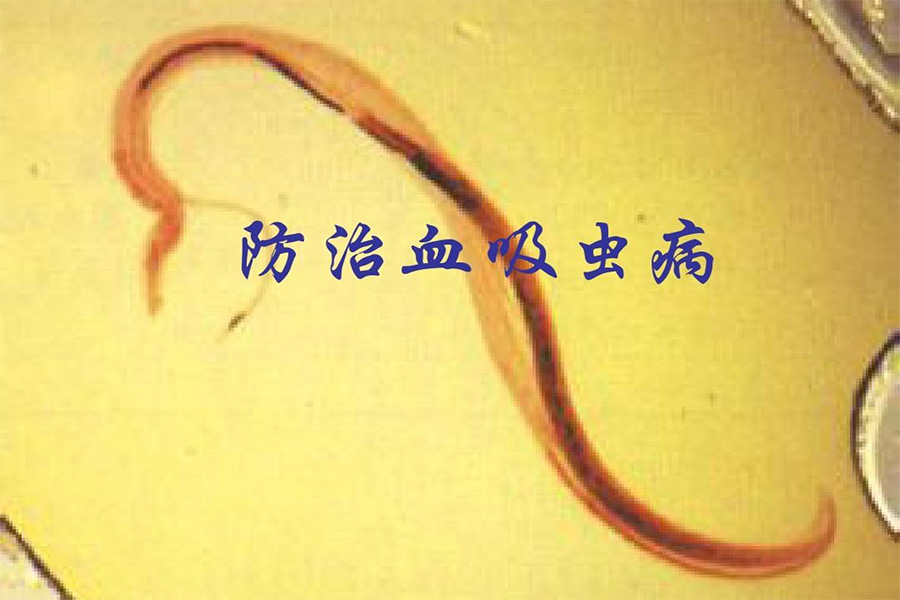 下水10秒即可感染？江中“隐形杀手”血吸虫的预防与救治