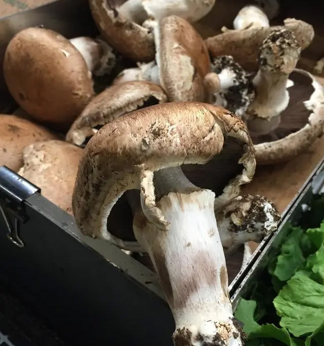 鸡枞菌十年涨价逾十倍